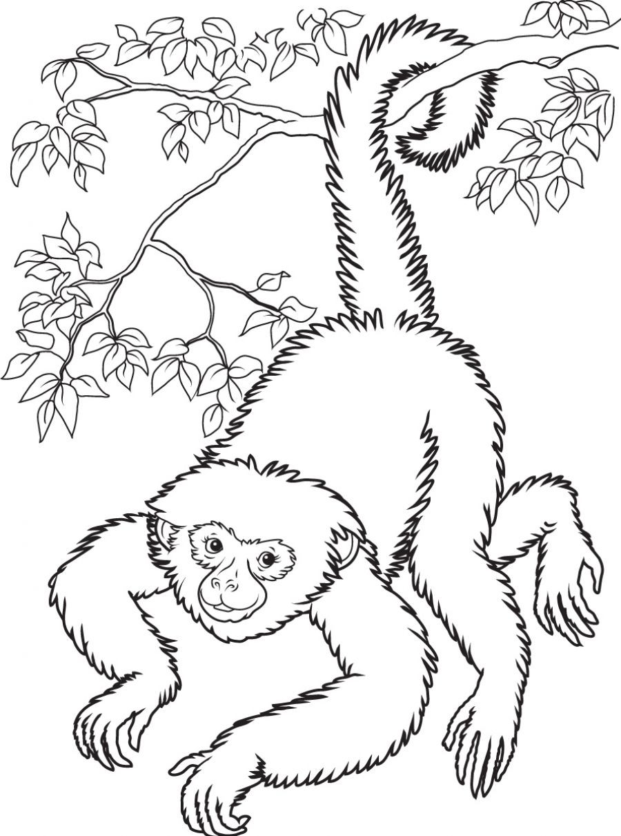 900x1210 Printable Monkey Coloring Pages Me Within Of Monkeys Arilitv Com