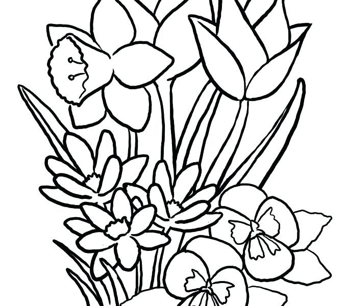 678x600 Simple Design Spring Flowers Coloring Pages Amazing Spring Flower