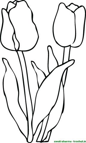 287x480 Simple Flower Coloring Pages Tulip Flowers Coloring Page Simple