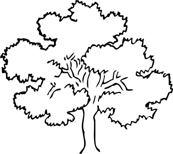 600x533 Oak Tree Coloring Pages Tree Outline Image Simple Coloring Pages