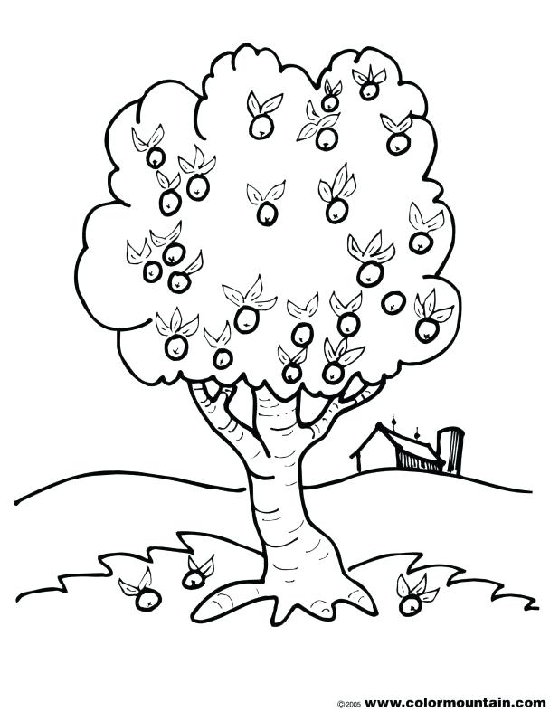 618x787 Beautiful Bare Tree Coloring Page Or Bare Tree Outline Coloring