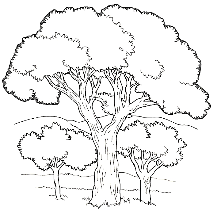 695x698 Best Tree Coloring Pages Marvelous Coloring Pages Of Trees