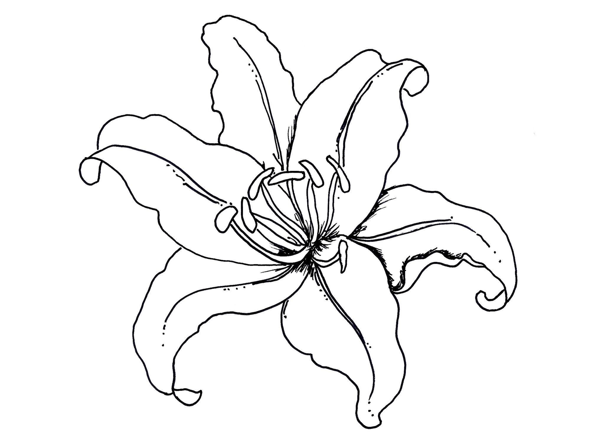 1999x1500 Flower Coloring Pages