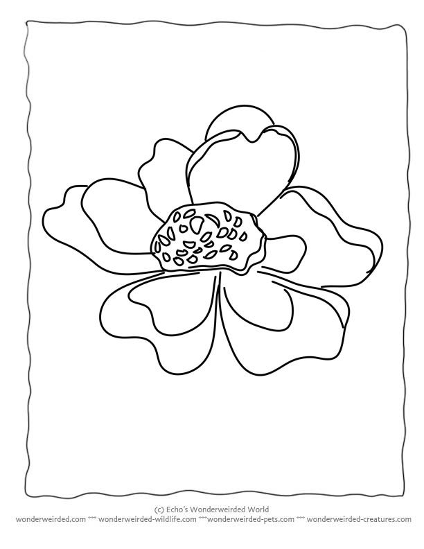 612x792 Flower Coloring Sheets Anemone Wonderweirded Free