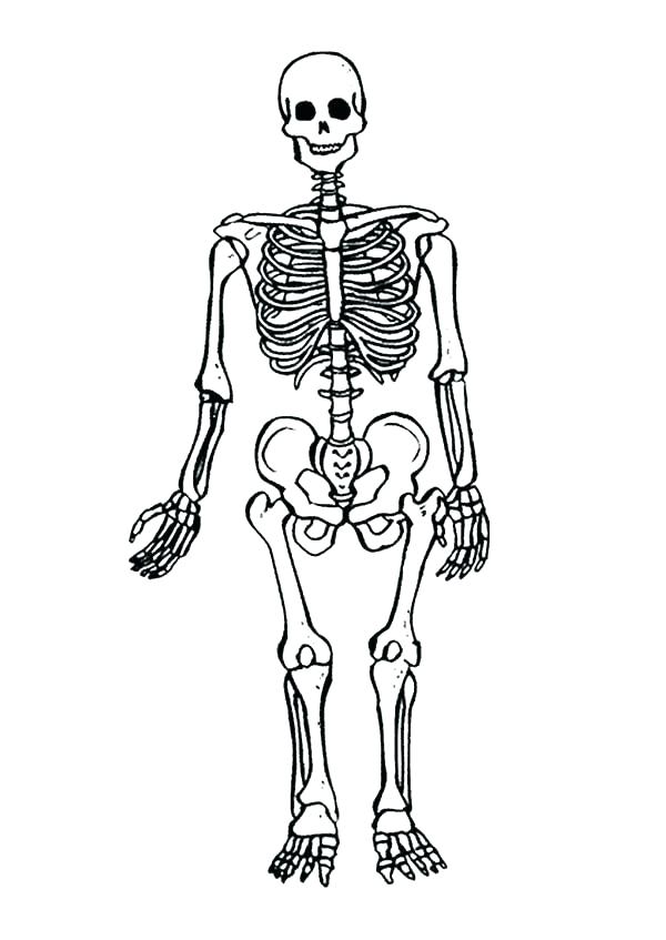 600x847 Skeletal System Coloring Pages Human Skeleton Anatomy Activity