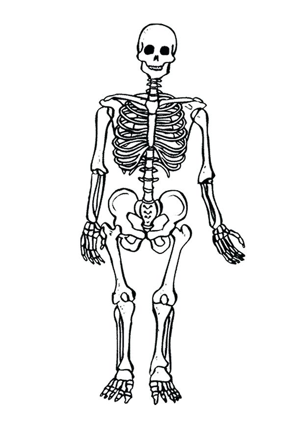 620x875 Skeleton Coloring Sheet Skeletal System Colouring Pages Page