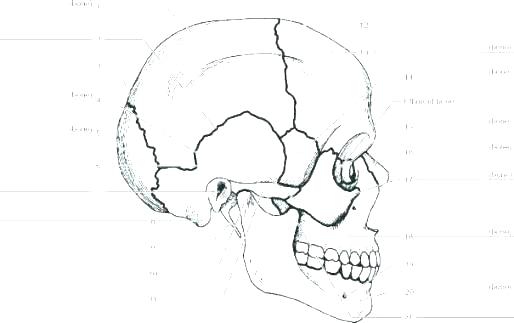 514x323 Skeletal System Coloring Pages