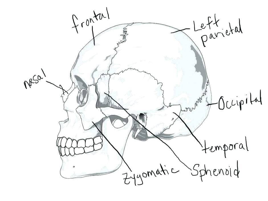 940x705 Body Systems Coloring Pages Skeletal System Coloring Pages