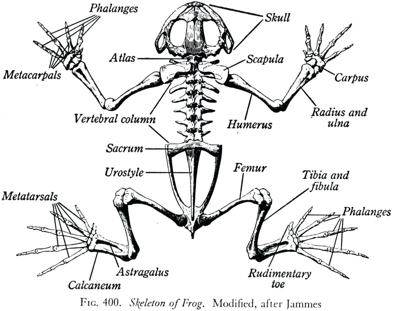1358x1073 Picture Of Human Skeleton Coloring Page Pages Flowers Free