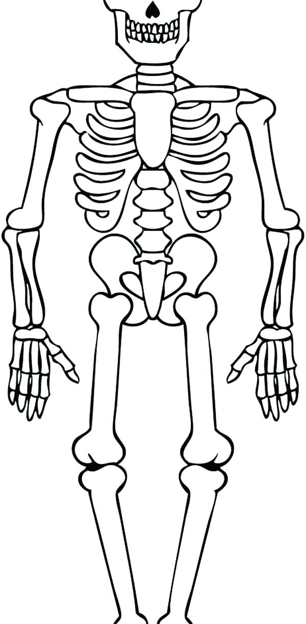 600x1224 Skeleton Coloring Sheet