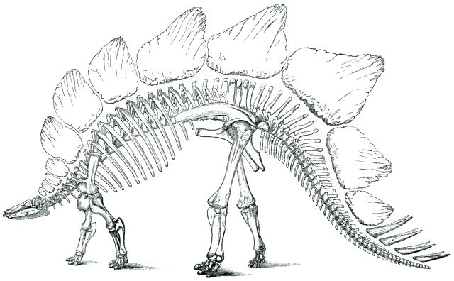 640x396 Printable Human Skeleton Coloring Pages Dinosaur Pictures Kids