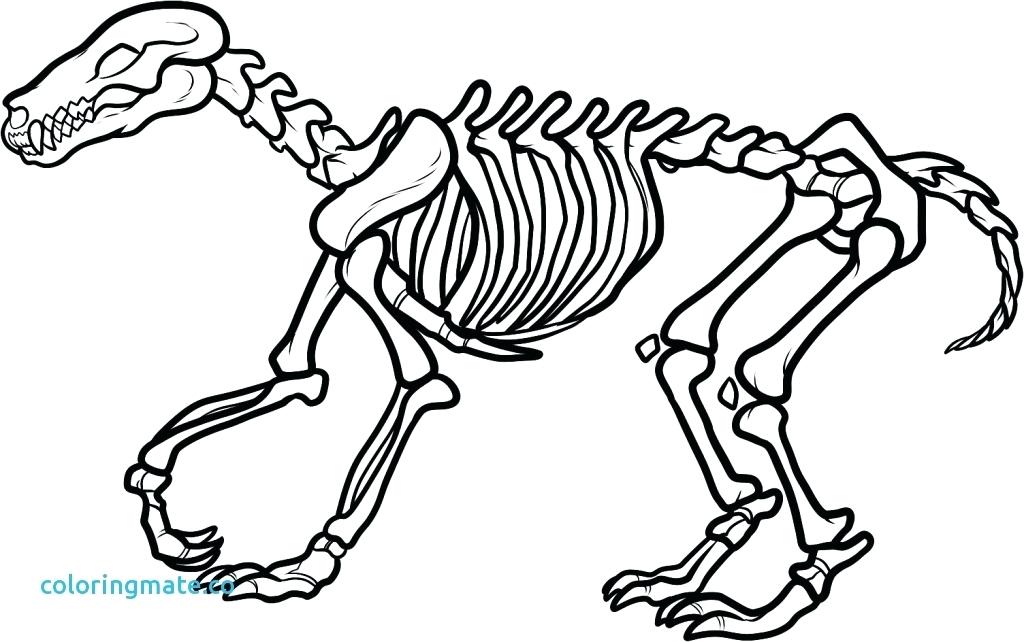 1024x642 Skeleton Coloring Page Skull Coloring Pages Anatomy Medium Size