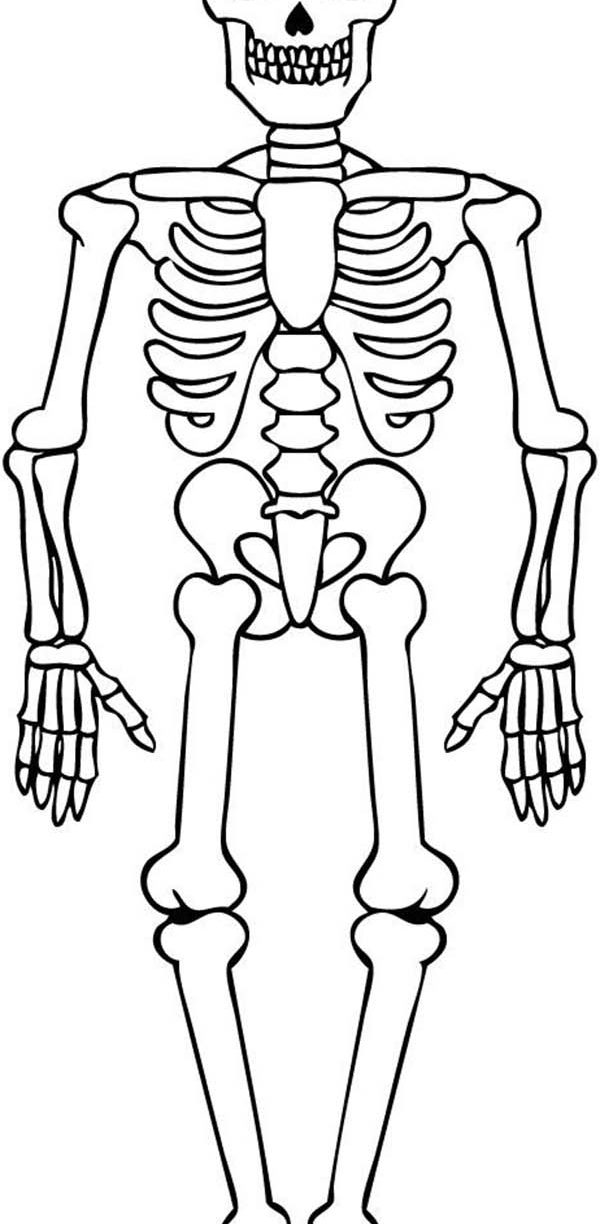 600x1224 Skeleton Coloringges Literarywondrous Free Jack Skellington Human