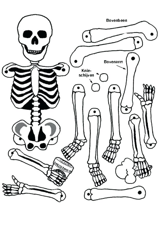 618x874 Skeleton Coloring Page Body Skeleton Colouring Pages Skeleton