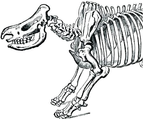 492x410 Skeleton Coloring Feel Better Coloring Pages Dinosaur Skeleton