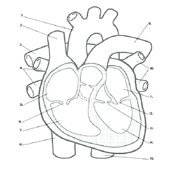 600x600 Anatomy Coloring Book Online Anatomy Coloring Pages Heart Anatomy