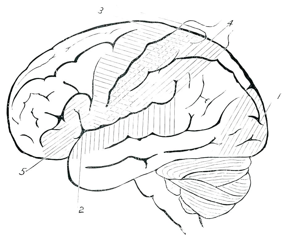 940x770 Anatomy Coloring Pages