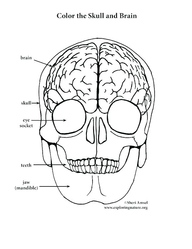 612x792 Skull Coloring Pages Anatomy