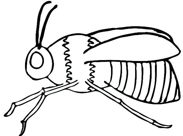 600x446 Anatomy Coloring Pages Skull Kids Coloring Bumble Bee Anatomy