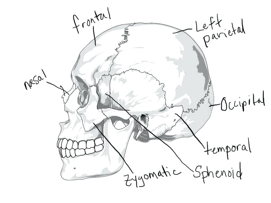 940x705 Awesome Skull Coloring Pages Anatomy And Colouring Pages Page