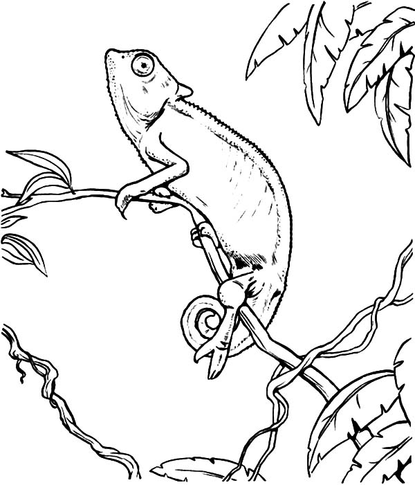 600x701 Chameleon Look Up To The Sky Coloring Pages Best Place To Color