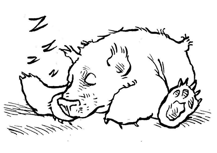750x531 Coloring Page Sleeping Bear
