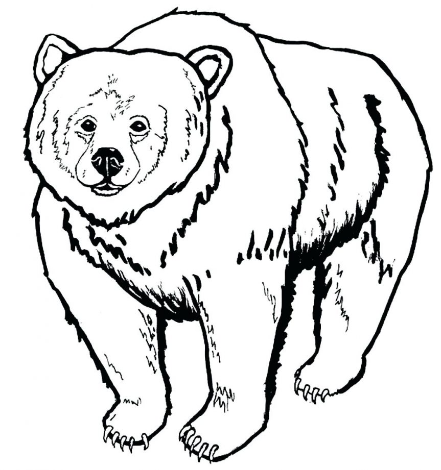 863x921 Energy Sleeping Bear Coloring Page