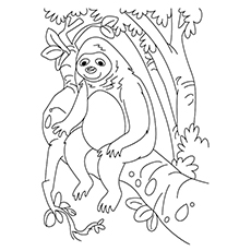 230x230 Top Sloth Coloring Pages For Your Toddler
