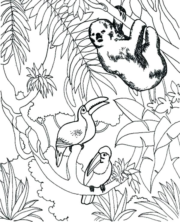 600x737 Toucan Coloring Page Sloth Coloring Pages Sloth And Toucan Bird
