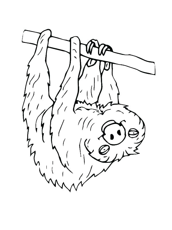 600x800 Sloth Bear Coloring Page
