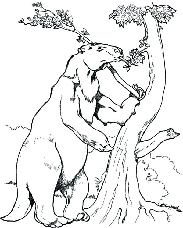600x748 Sloth Coloring Pages