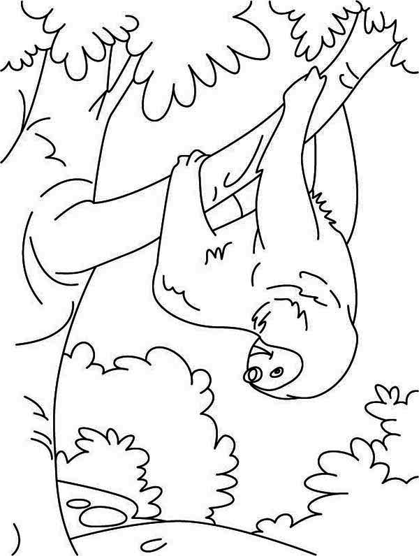 600x796 Funny Animal Sloth Coloring Page Color Luna
