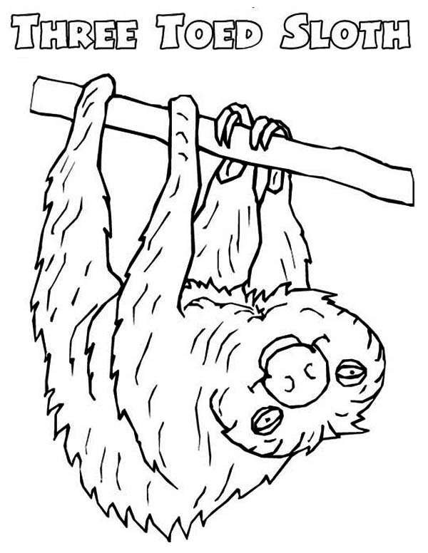 600x776 Picture Of Sloth Coloring Page Color Luna