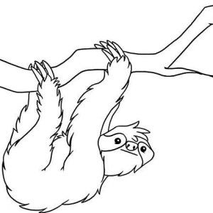 300x300 Realistic Drawing Of Sloth Coloring Page Color Luna Sloths