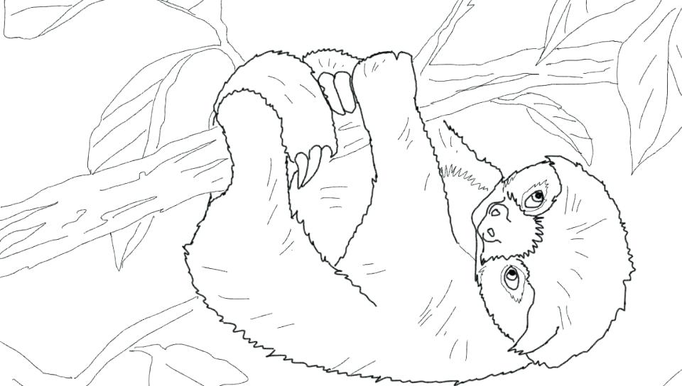 960x544 Sloth Coloring Page Baby Sloth Coloring Page Pages For Kids Unique