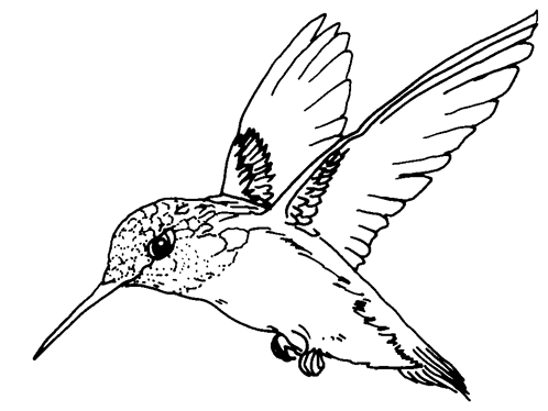 498x374 Small Birds Flying Beautiful Coloring Pages For Kids