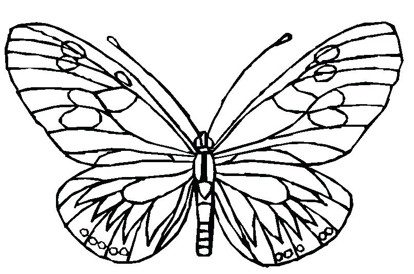 806x534 Butterfly Cycle Coloring Pages Printable For Kids P Coloring