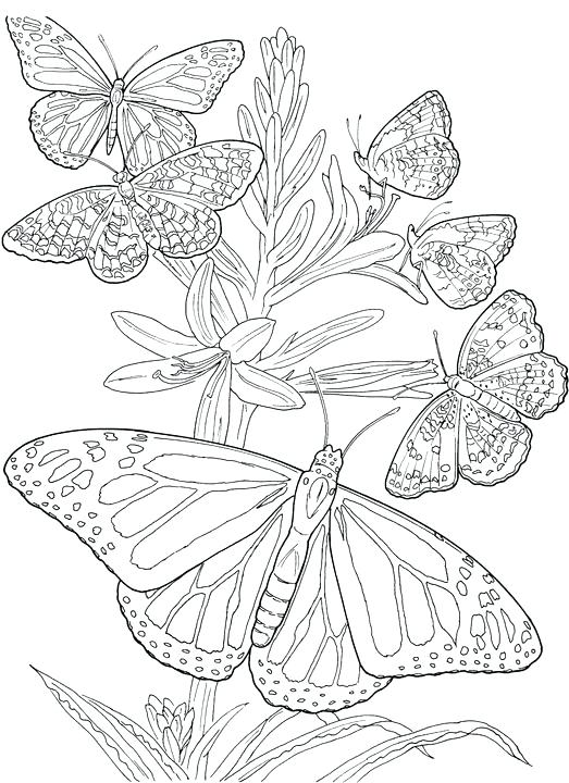 523x720 Printable Butterfly Coloring Pages Six Butterfly Adult Coloring