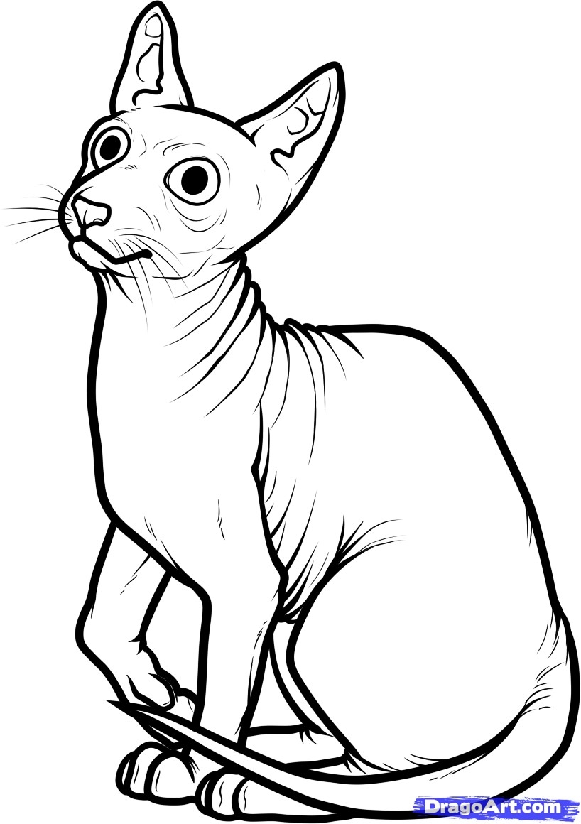 818x1160 New Sphynx Cat Coloring Pages Design Printable Coloring Sheet
