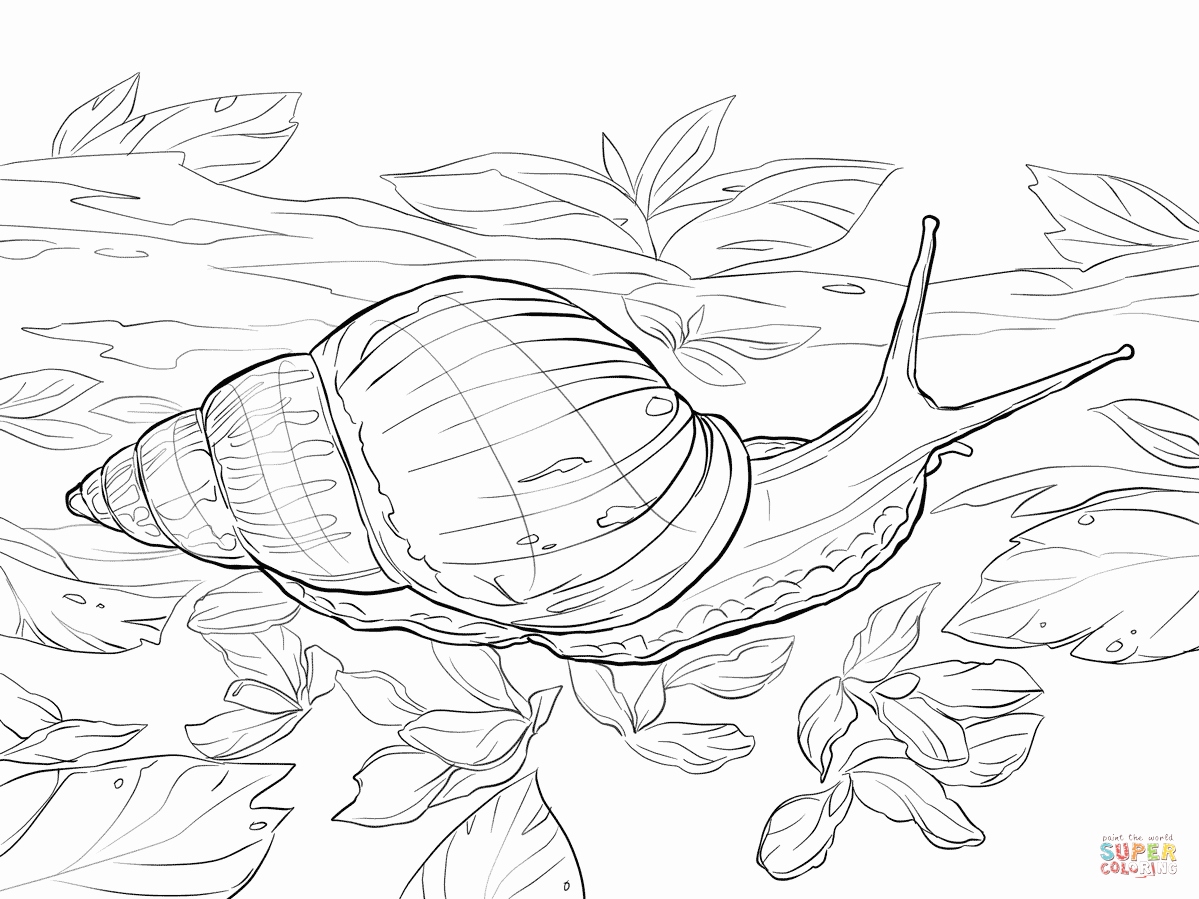 1199x899 Snail Coloring Page Stock Snail Coloring Pages Drawing For Kids