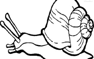 315x200 Snail Coloring Pages