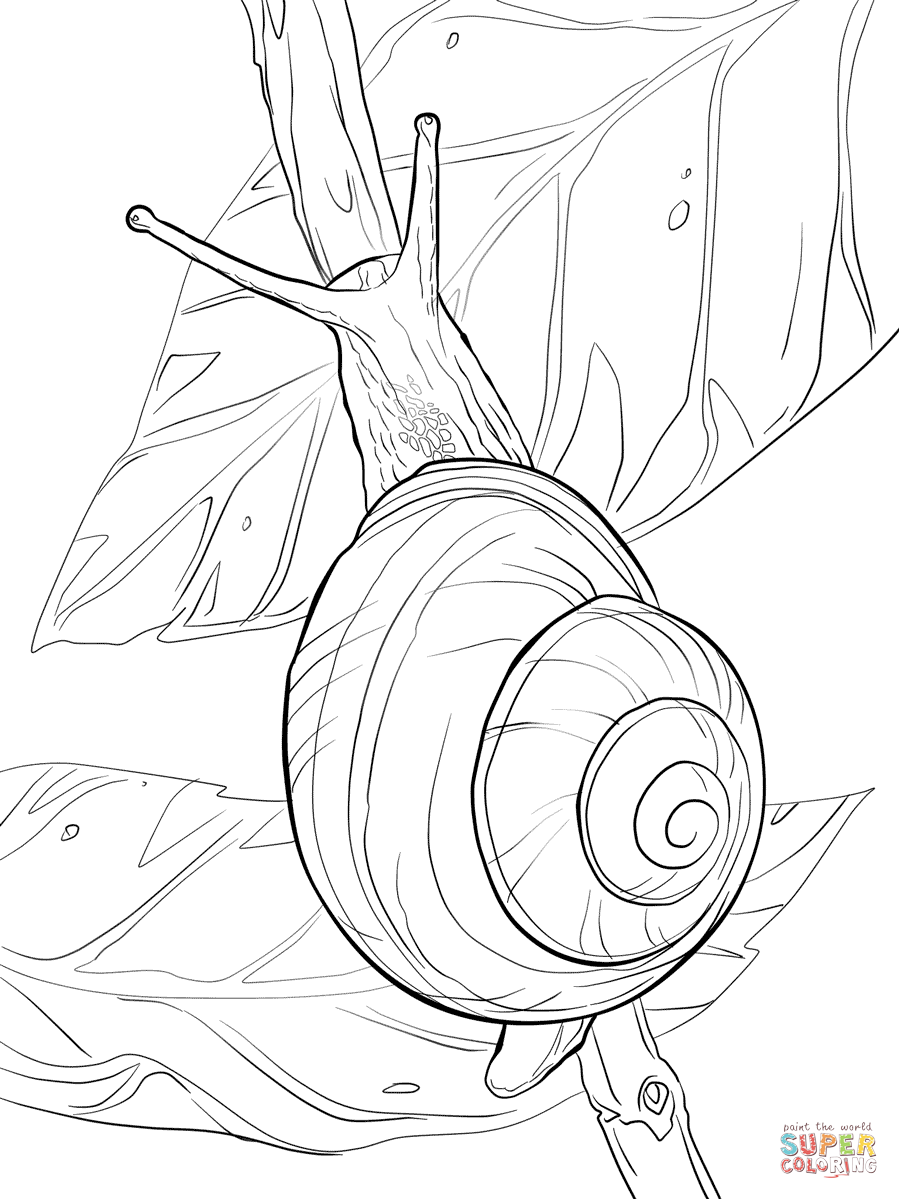 899x1199 White Lipped Snail Coloring Pages