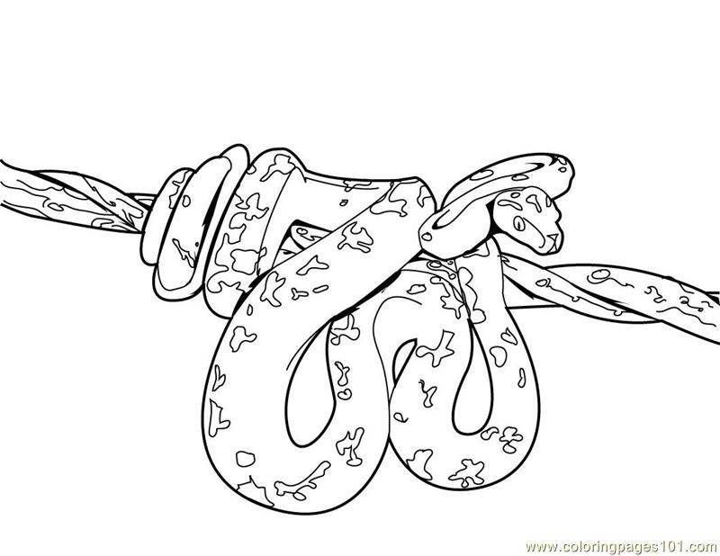 800x618 Snakes Coloring Pages Printable Many Interesting Cliparts
