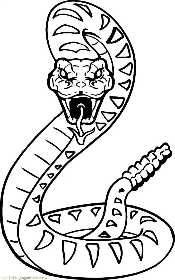 720x1152 Free Printable Snake Coloring Pages For Kids Striking Pictures Acpra