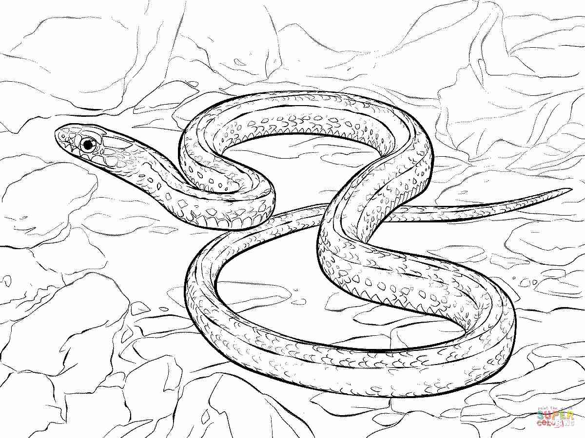1200x900 Plains Garter Snake Coloring Page Free Printable Pages Bright