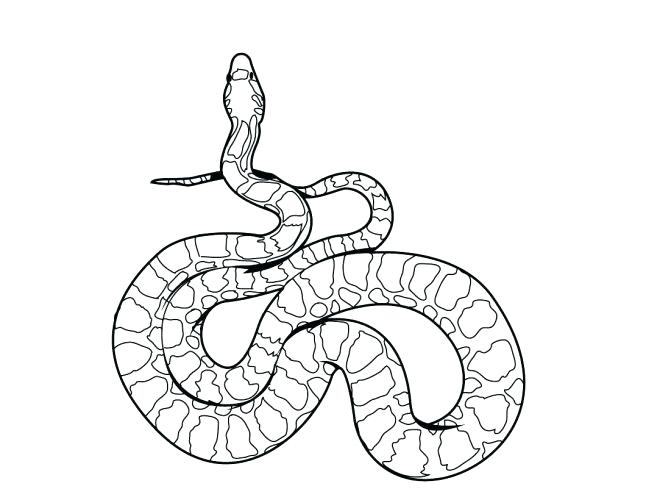646x500 Snake Coloring Pages For Kids Reptiles Realistic Snakes Anaconda