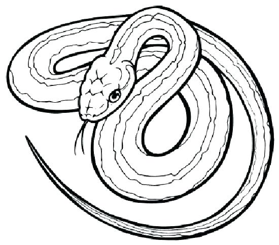 550x482 Snake Coloring Pages Realistic