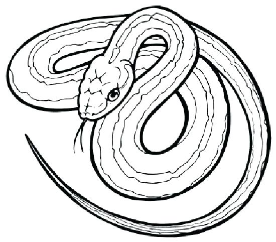 550x482 Coloring Page Snake Snake Coloring Picture Download Snake Coloring