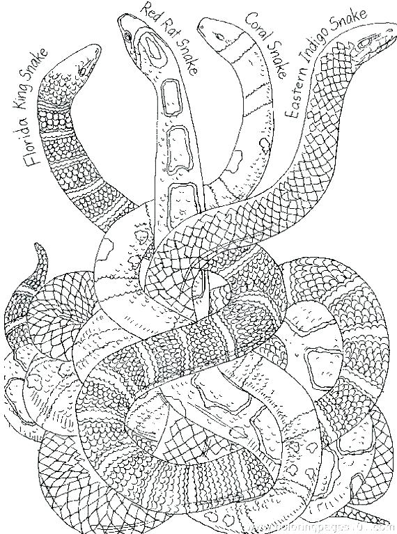 570x767 Coloring Page Snake Snakes Coloring Pages Coloring Pages Of Snakes