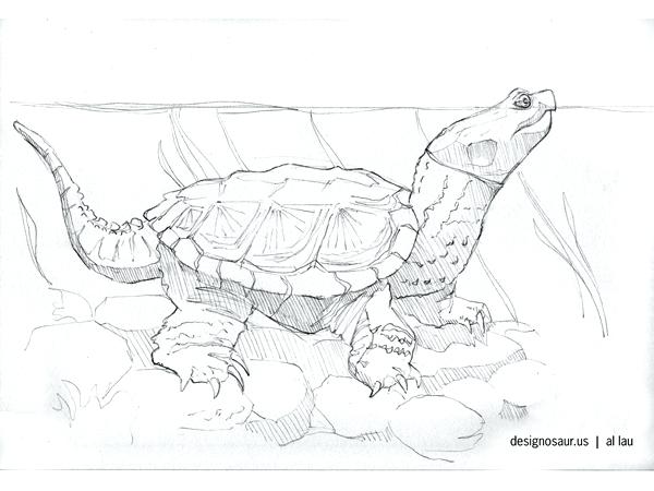 600x450 Snapping Turtle Coloring Page Ninja Turtles Coloring Pages Turtle